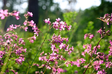 Obraz premium Pink flowers sticky catchfly lat (Silene viscaria) in wild.