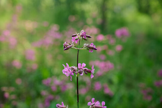 Pink flowers sticky catchfly lat (Silene viscaria) in wild.