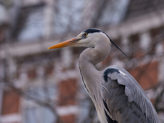 Profile Portrait of a Grey Heron in an Urban Environment © Lyudmyla