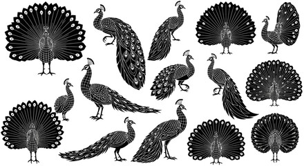 set of hand drawn birds © Kamola