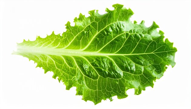 realistic photo of fresh green lettuce leaf close up macro
isolated on pure white background, ultra detailed texture, studio lighting, 8k
