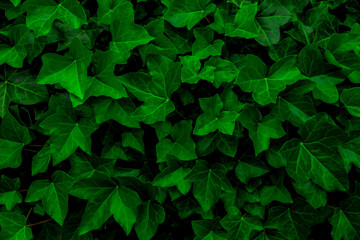 Fototapeta premium Green ivy leaves Foliage as background Spotted cow in a pasture