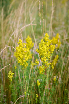 Closeup yellow flowers of lady's bedstraw (Galium verum).