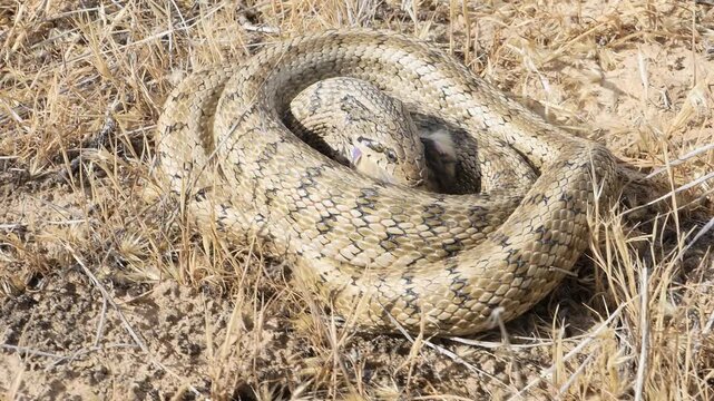 Steppe rat snake (Elaphe dione) eating jerboa (Dipodidae sp.) in natural desert habitats, Betpak-Dala desert, Southern Kazakhstan