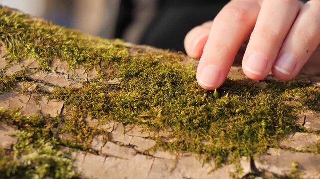 Hand Gently Touching Soft Green Moss on a Textured Tree Trunk in the Forest