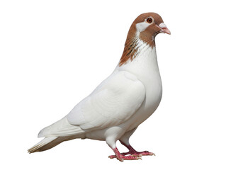 Obraz premium White pigeon with red feet standing on plain background isolated on transparent background,png,PNG