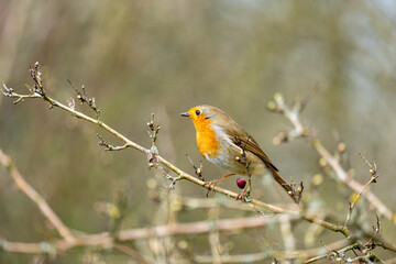 Fototapeta premium A European robin (Erithacus rubecula), recognized by its orange-red breast, brown back, and white belly. 