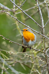 A European robin (Erithacus rubecula), recognized by its orange-red breast, brown back, and white belly. 