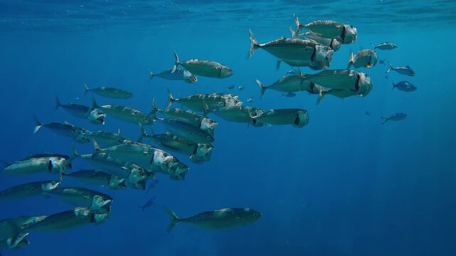 Shoal of Striped Mackerel with Lunar Fusilier fish feeding under surface in turquoise water in bright sun rays, Slow motion of school swims with open mouths filtering for plankton