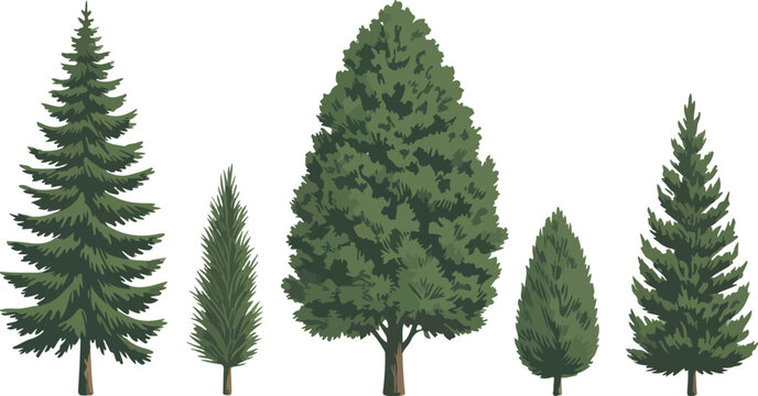 Evergreen tree vector set with pine spruce and fir species for forest landscapes mountain scenery and holiday