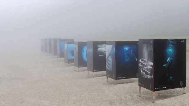 Photo exhibition on the subject of "Giants of the sea" at foogy weather on the beach of Zingst  at the Baltic sea, Germany