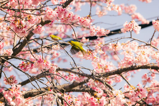 View of vibrant pink cherry blossoms adorn bare branches as tiny green birds flit among the blooms in Komatsugaike Park, Miura, Kanagawa, Japan.