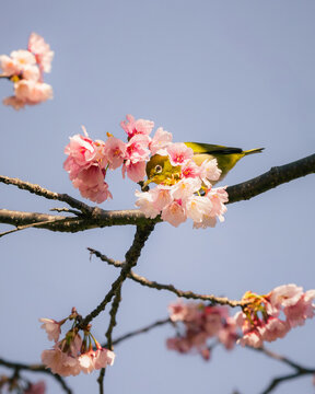 View of a vibrant Japanese White-eye bird nestled among the delicate pink blossoms of a cherry tree against the soft blue sky, Komatsugaike Park, Miura, Kanagawa, Japan.