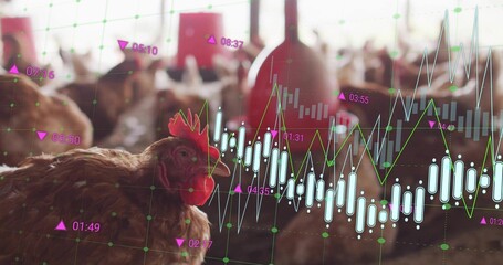Showing brown hen pecking left in poultry barn, with red feeders, flock, data overlays, copy space