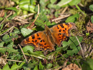 Fototapeta premium Comma ButterflyBasking on the Ground