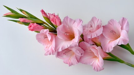 Obraz premium Delicate Pink Gladiolus Flowers Blooming on a White Background.
