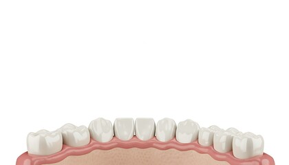 Obraz premium White isolated dental teeth model with gums and crown for oral care