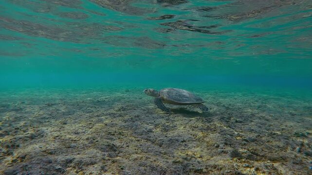 Slow motion of Sea Turtle swimming in morning sunrays over coral slab of reef top in shallow water at down, Wide-angle shot of Hawksbill Sea Turtle or Bissa Turtle, Eretmochelys imbricata