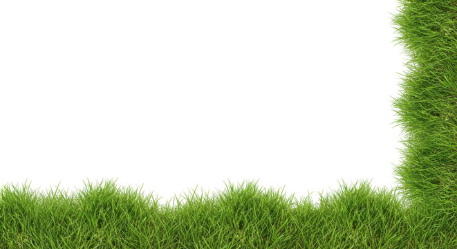 Green Grass Background for Nature and Outdoor Photography Projects
