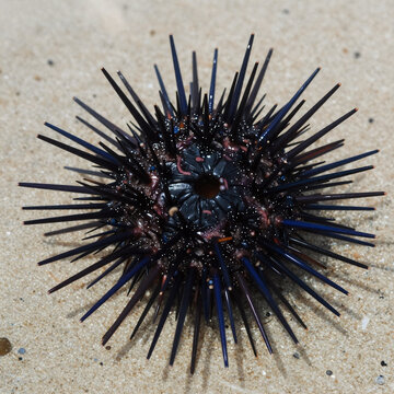 Hyperrealistic Sea Urchin. Tropical Sea Urchin (Diadema Urchin), Found On Laniakea Beach, North Shore Oahu, Hawaii