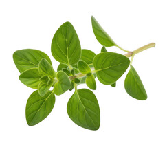 Fototapeta premium Fresh sprig of mint leaves with delicate stems and vibrant green color png