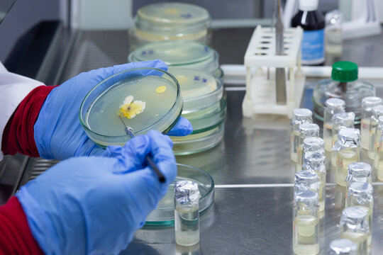 A scientist collects a small amount of bacterial sample from a petri dish using a sterile inoculation loop in a microbiology cabinet.