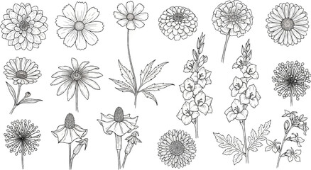 A collection of detailed black and white illustrations of various flowers