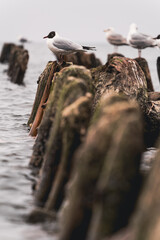 Fototapeta premium Seagulls standing on wooden posts in the sea. Flock of wild birds resting on old timber structures near water. Coastal wildlife nature scene with moody sky. Marine animal environment.