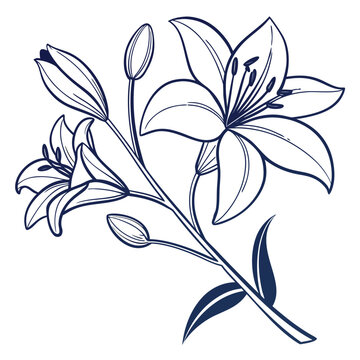 chelone vector