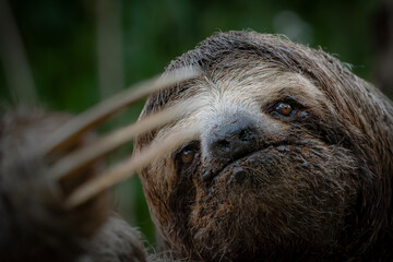 Fototapeta premium Three toed sloth interacting with human hand wildlife interaction portrait