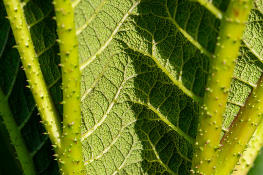 Very big leaf of giant-rhubarb (Gunnera tinctoria), or Chilean rhubarb, quirusilla or nalca. Macro close up with many plant details. It is a flowering plant species native to South America.