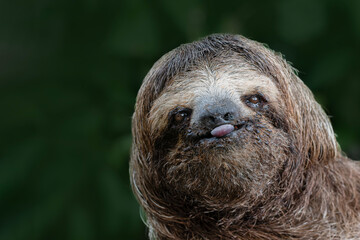 Fototapeta premium Three toed sloth close up portrait in tropical rainforest