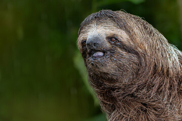 Fototapeta premium Three toed sloth close up portrait in tropical rainforest