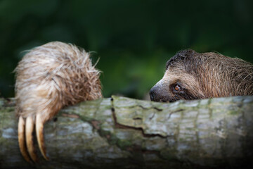 Fototapeta premium Three toed sloth climbing tree trunk in tropical rainforest