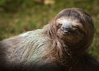 Fototapeta premium Three toed sloth walking on ground portrait in tropical habitat