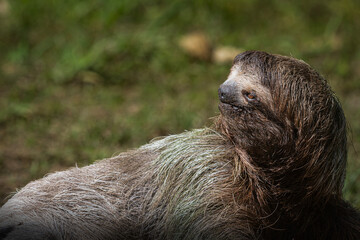 Fototapeta premium Three toed sloth walking on ground portrait in tropical habitat