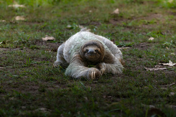 Fototapeta premium Three toed sloth walking on ground portrait in tropical habitat