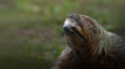 Fototapeta premium Three toed sloth walking on ground portrait in tropical habitat
