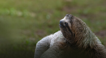 Fototapeta premium Three toed sloth walking on ground portrait in tropical habitat