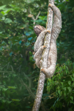 Three toed sloth climbing tree trunk in tropical rainforest