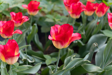 Fototapeta premium Blooming bright red colorful tulips in the park. Beautiful natural floral background