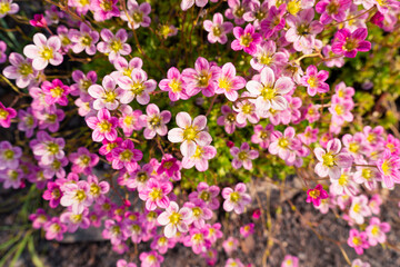 Fototapeta premium Saxifraga cespitosa Arends blooms in the garden, floral background