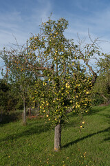 Fototapeta premium yellow apple tree