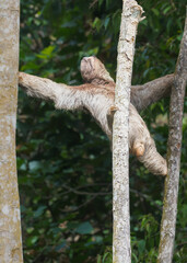 Fototapeta premium Three toed sloth climbing tree trunk in tropical rainforest
