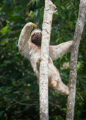 Fototapeta premium Three toed sloth climbing tree trunk in tropical rainforest
