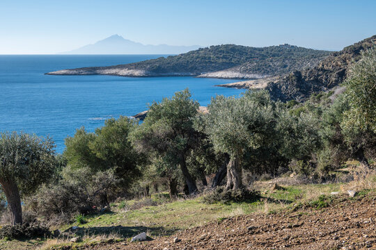 Olive Trees at Thassos island, Greece