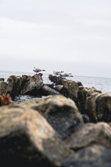 Fototapeta premium Seagulls standing on wooden posts in the sea. Flock of wild birds resting on old timber structures near water. Coastal wildlife nature scene with moody sky. Marine animal environment.