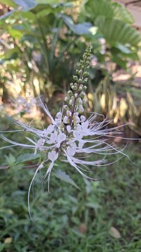 Orthosiphon Aristatus Java Tea Flower Shaking in the Summer Wind. Close-up of Exotic White Cat Whiskers Plant in Bloom. Authentic Garden Scenery with Beautiful Long Stamens Moving in Real-time