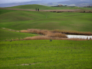 Naklejka premium Green rolling hills of Val d'Orcia landscape in Tuscany, Italy, at spring