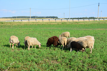 Flock of sheep grazing in a green field under a clear blue sky copy space